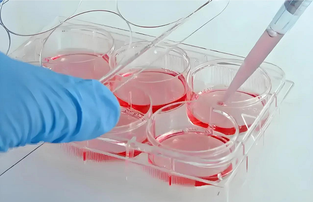 Thermal Tolerance and Sterilization Conditions of Common Microbial Contaminants in Cell Culture